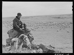 Пастух наблюдает за овцами