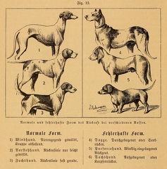vintage-dogs.com 1817