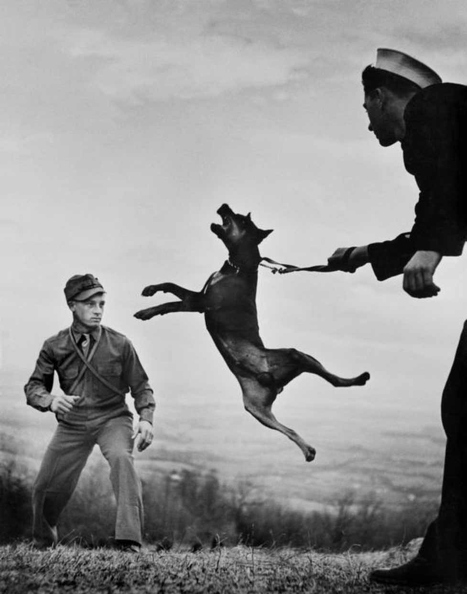 vintage-dogs.com_us_army_ dog_training_center.jpg