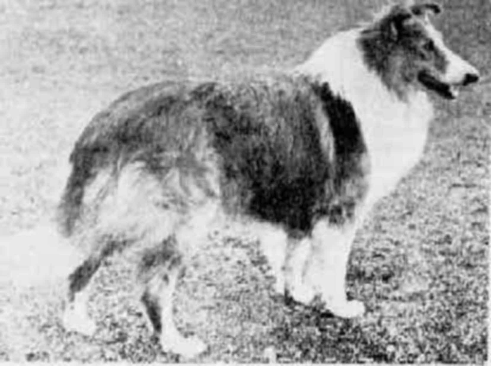 vintage-dogs.com_Ch_Wellesbourne_Conqueror_1895.jpg