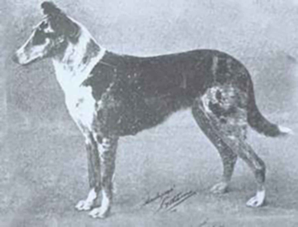 vintage-dogs.com_ChLaundLynne1917.jpg