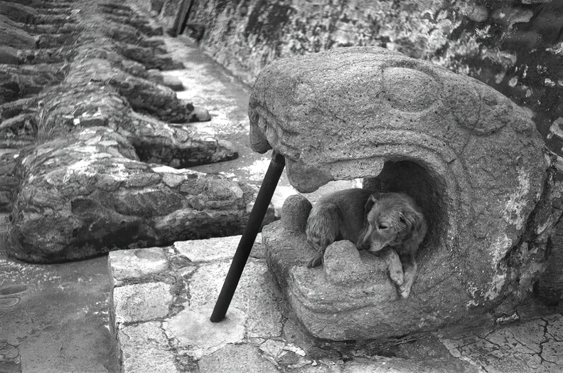vintage-dogs.com_0071.jpg