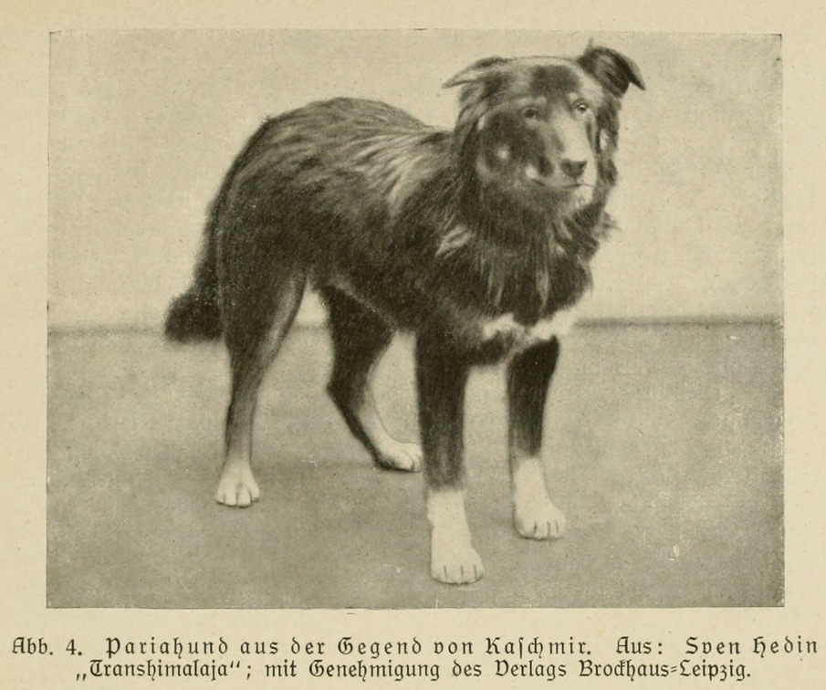 Der_deutsche_Schaferhund_in_Wort_und_Bild_-_vintage-dogs.com _0035.jpg