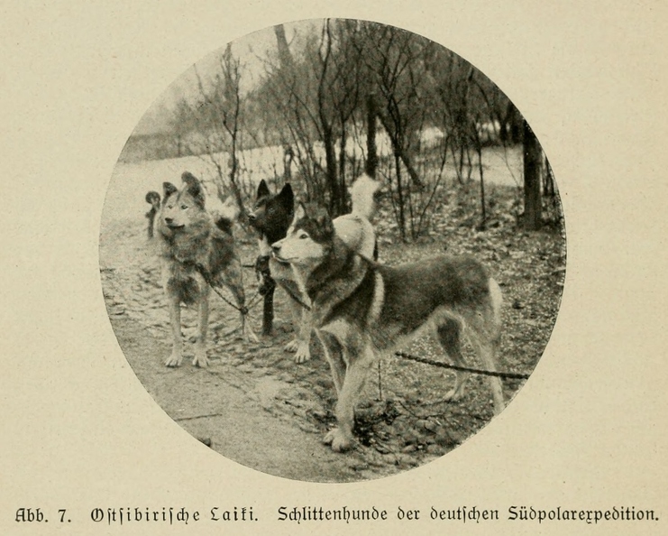 Der_deutsche_Schaferhund_in_Wort_und_Bild_-_vintage-dogs.com _0042.jpg