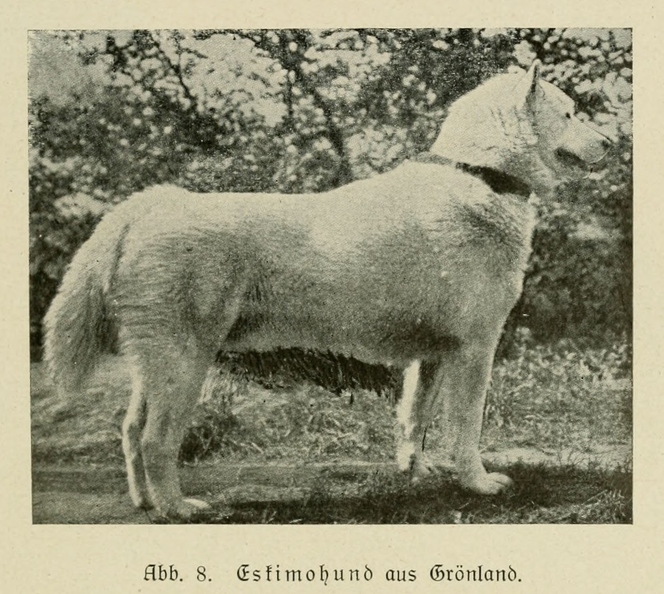 Der_deutsche_Schaferhund_in_Wort_und_Bild_-_vintage-dogs.com _0043.jpg