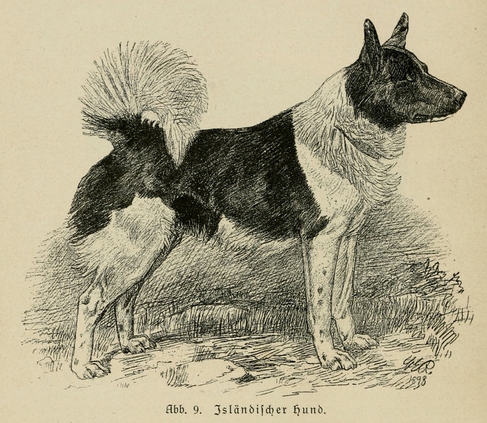 Der_deutsche_Schaferhund_in_Wort_und_Bild_-_vintage-dogs.com _0044.jpg