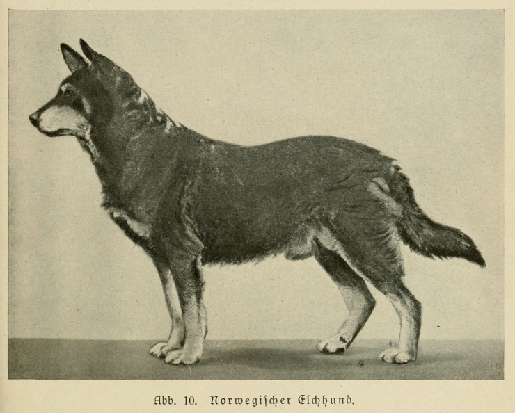 Der_deutsche_Schaferhund_in_Wort_und_Bild_-_vintage-dogs.com _0045.jpg