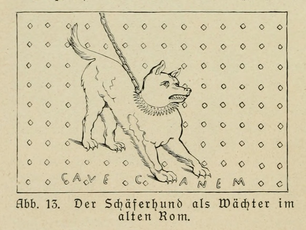 Der_deutsche_Schaferhund_in_Wort_und_Bild_-_vintage-dogs.com _0048 (2).jpg