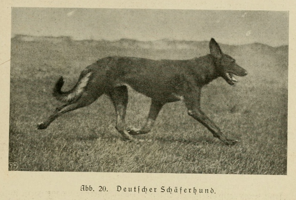 Der_deutsche_Schaferhund_in_Wort_und_Bild_-_vintage-dogs.com _0053.jpg