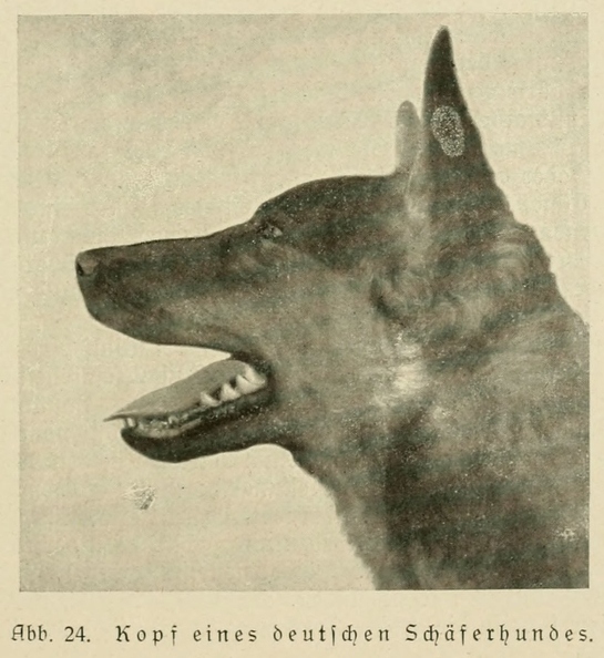 Der_deutsche_Schaferhund_in_Wort_und_Bild_-_vintage-dogs.com _0057.jpg
