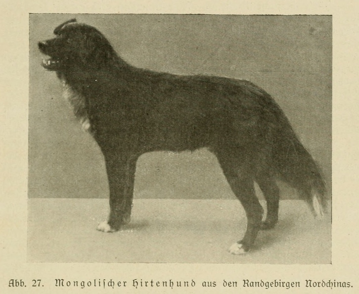 Der_deutsche_Schaferhund_in_Wort_und_Bild_-_vintage-dogs.com _0071.jpg