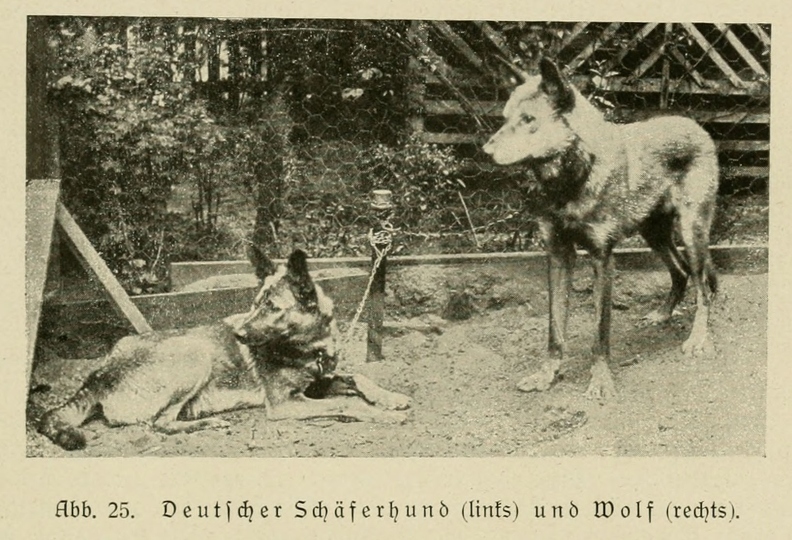 Der_deutsche_Schaferhund_in_Wort_und_Bild_-_vintage-dogs.com _0063.jpg