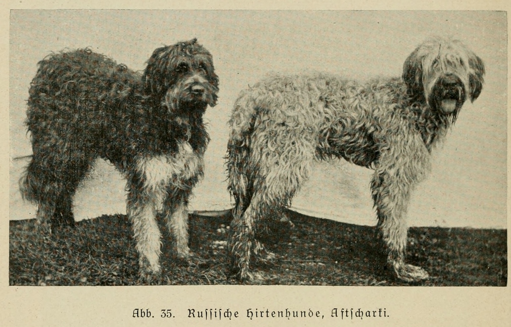 Der_deutsche_Schaferhund_in_Wort_und_Bild_-_vintage-dogs.com _0084.jpg