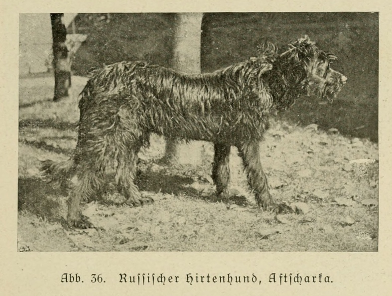 Der_deutsche_Schaferhund_in_Wort_und_Bild_-_vintage-dogs.com _0085.jpg