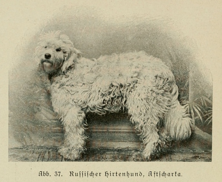 Der_deutsche_Schaferhund_in_Wort_und_Bild_-_vintage-dogs.com _0086.jpg