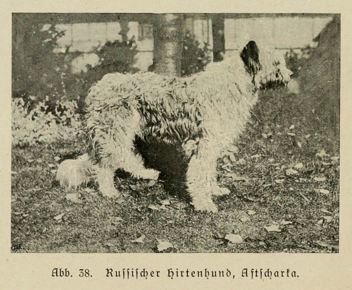 Der_deutsche_Schaferhund_in_Wort_und_Bild_-_vintage-dogs.com _0086 (2).jpg