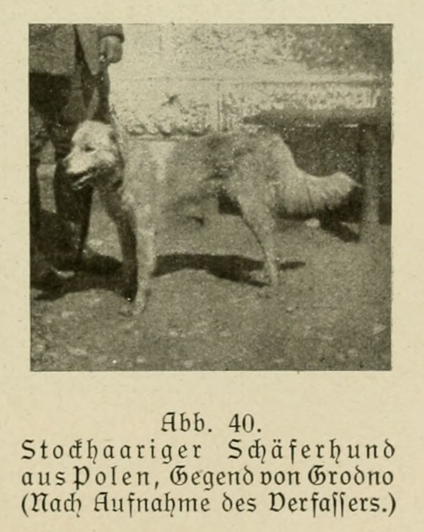 Der_deutsche_Schaferhund_in_Wort_und_Bild_-_vintage-dogs.com _0087 (2).jpg