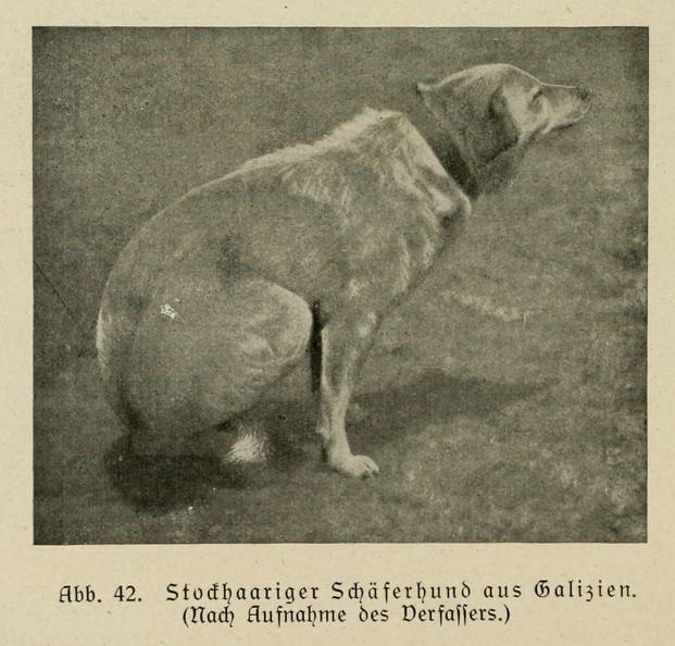 Der_deutsche_Schaferhund_in_Wort_und_Bild_-_vintage-dogs.com _0088 (2).jpg