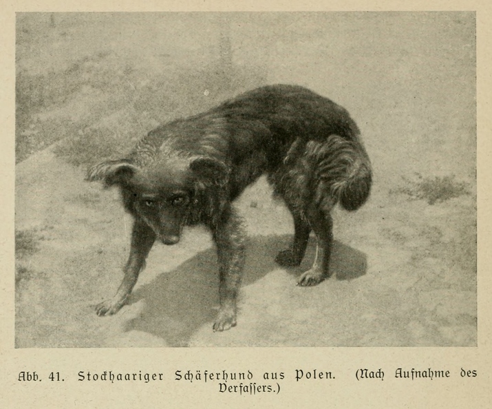 Der_deutsche_Schaferhund_in_Wort_und_Bild_-_vintage-dogs.com _0088.jpg