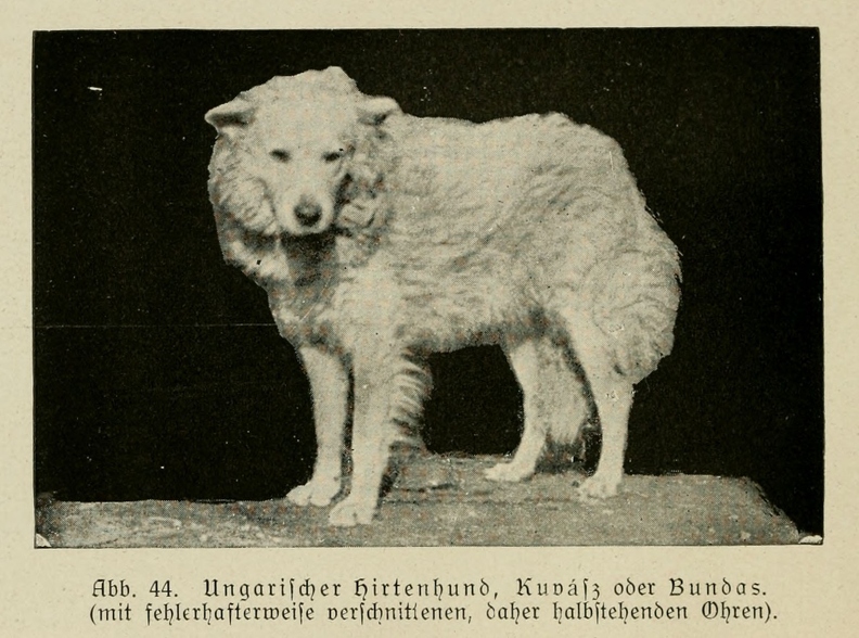 Der_deutsche_Schaferhund_in_Wort_und_Bild_-_vintage-dogs.com _0090.jpg