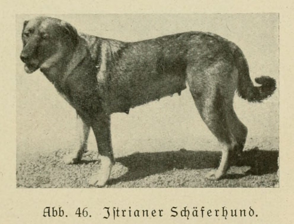 Der_deutsche_Schaferhund_in_Wort_und_Bild_-_vintage-dogs.com _0091 (2).jpg