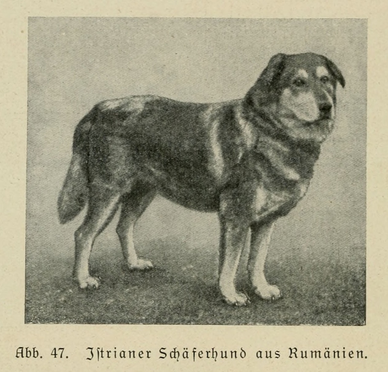 Der_deutsche_Schaferhund_in_Wort_und_Bild_-_vintage-dogs.com _0092.jpg