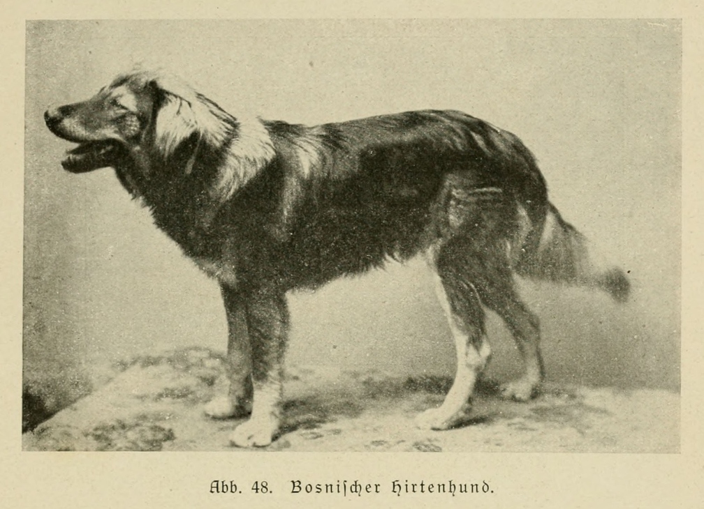 Der_deutsche_Schaferhund_in_Wort_und_Bild_-_vintage-dogs.com _0093.jpg