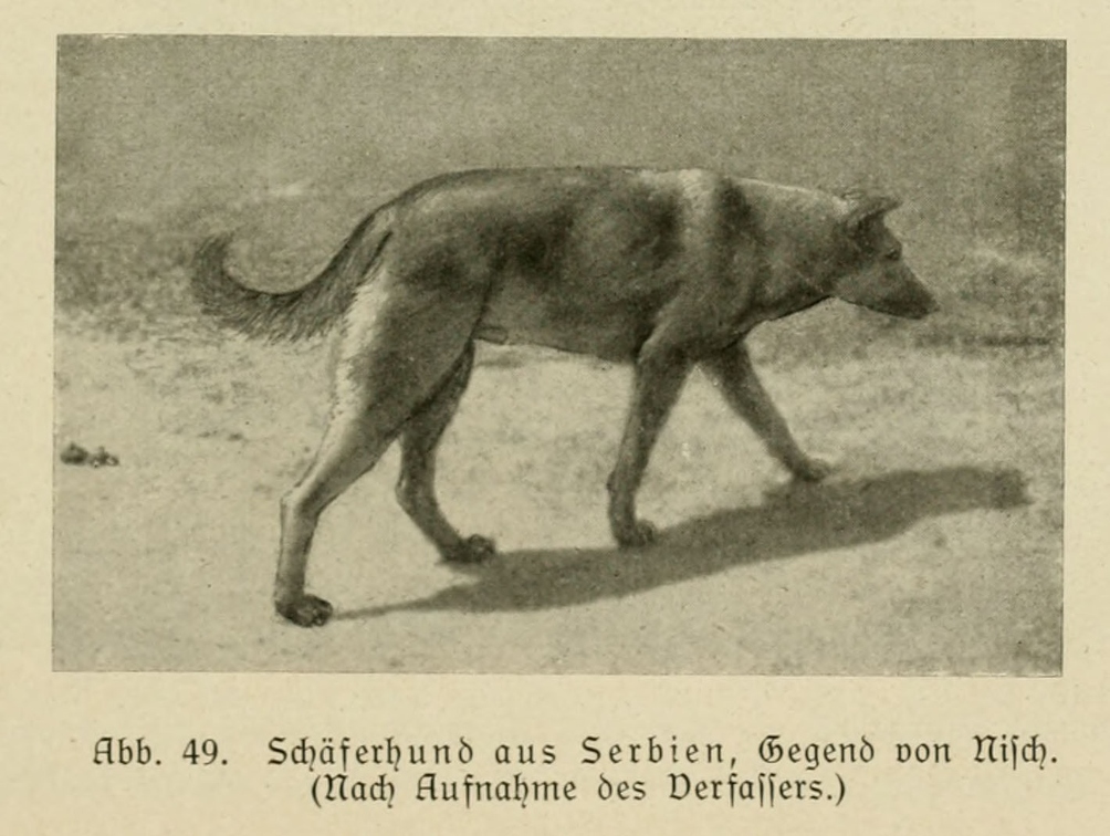 Der_deutsche_Schaferhund_in_Wort_und_Bild_-_vintage-dogs.com _0093 (2).jpg