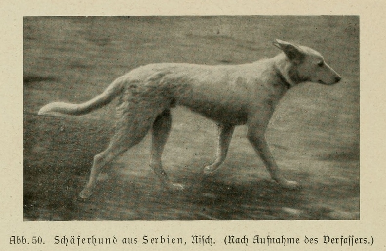 Der_deutsche_Schaferhund_in_Wort_und_Bild_-_vintage-dogs.com _0094.jpg
