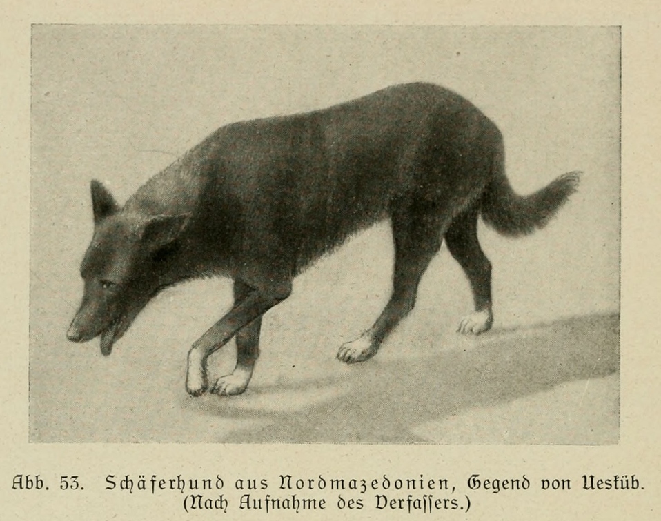 Der_deutsche_Schaferhund_in_Wort_und_Bild_-_vintage-dogs.com _0096.jpg