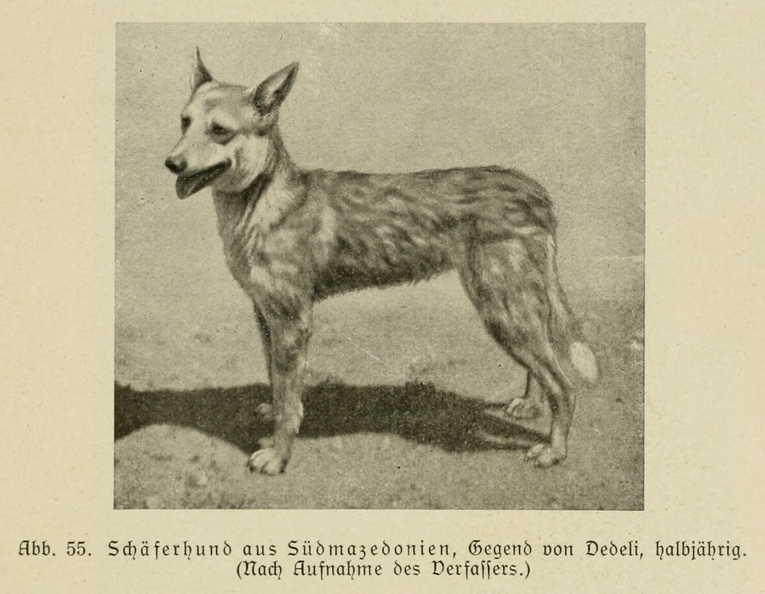 Der_deutsche_Schaferhund_in_Wort_und_Bild_-_vintage-dogs.com _0097.jpg
