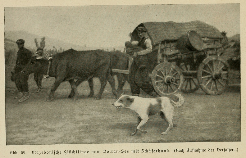 Der_deutsche_Schaferhund_in_Wort_und_Bild_-_vintage-dogs.com _0100.jpg