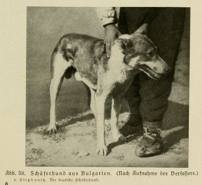 Der_deutsche_Schaferhund_in_Wort_und_Bild_-_vintage-dogs.com _0099 (2).jpg