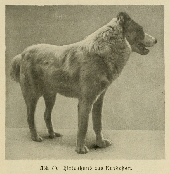 Der_deutsche_Schaferhund_in_Wort_und_Bild_-_vintage-dogs.com _0101.jpg