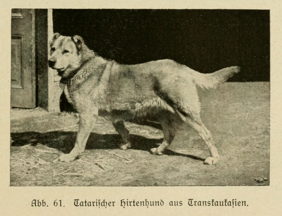 Der_deutsche_Schaferhund_in_Wort_und_Bild_-_vintage-dogs.com _0101 (2).jpg
