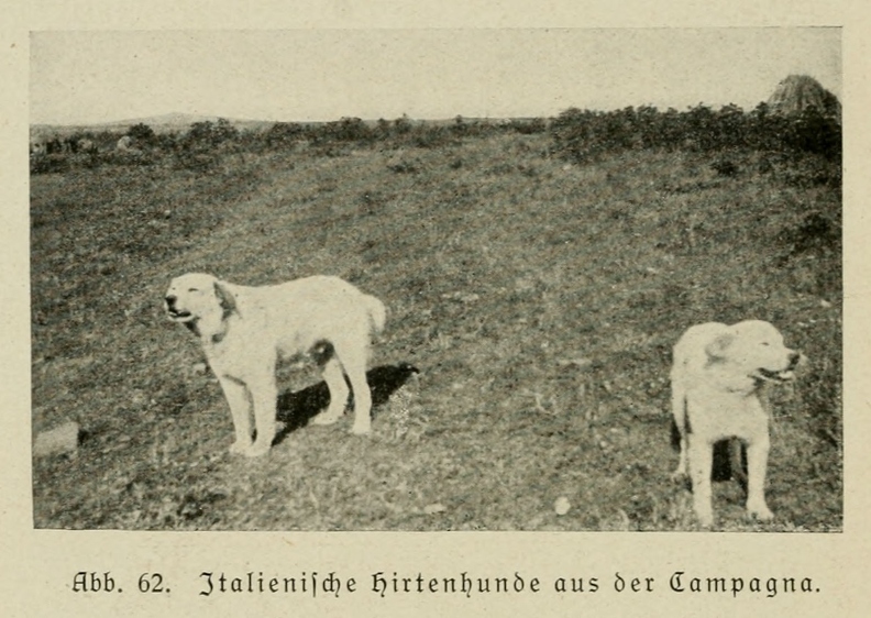 Der_deutsche_Schaferhund_in_Wort_und_Bild_-_vintage-dogs.com _0102.jpg