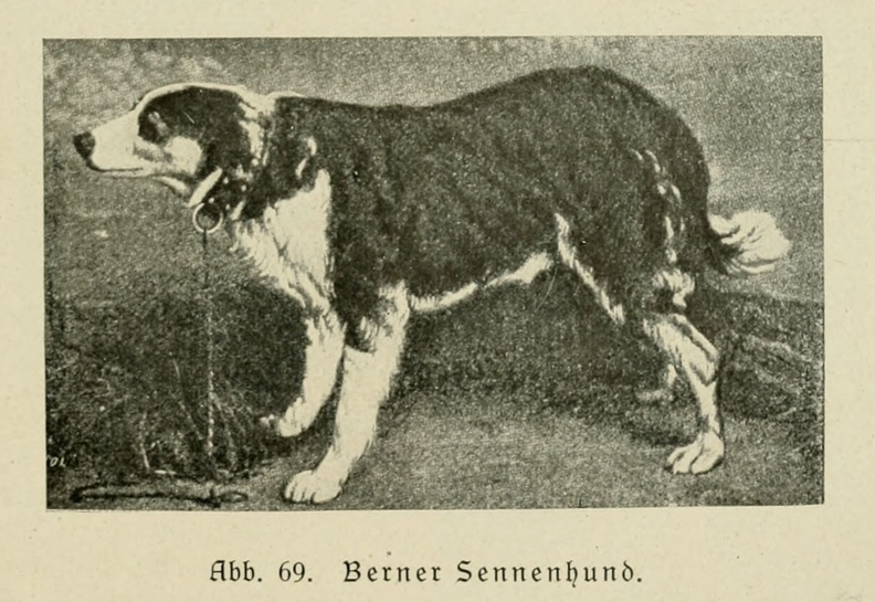 Der_deutsche_Schaferhund_in_Wort_und_Bild_-_vintage-dogs.com _0107 (2).jpg