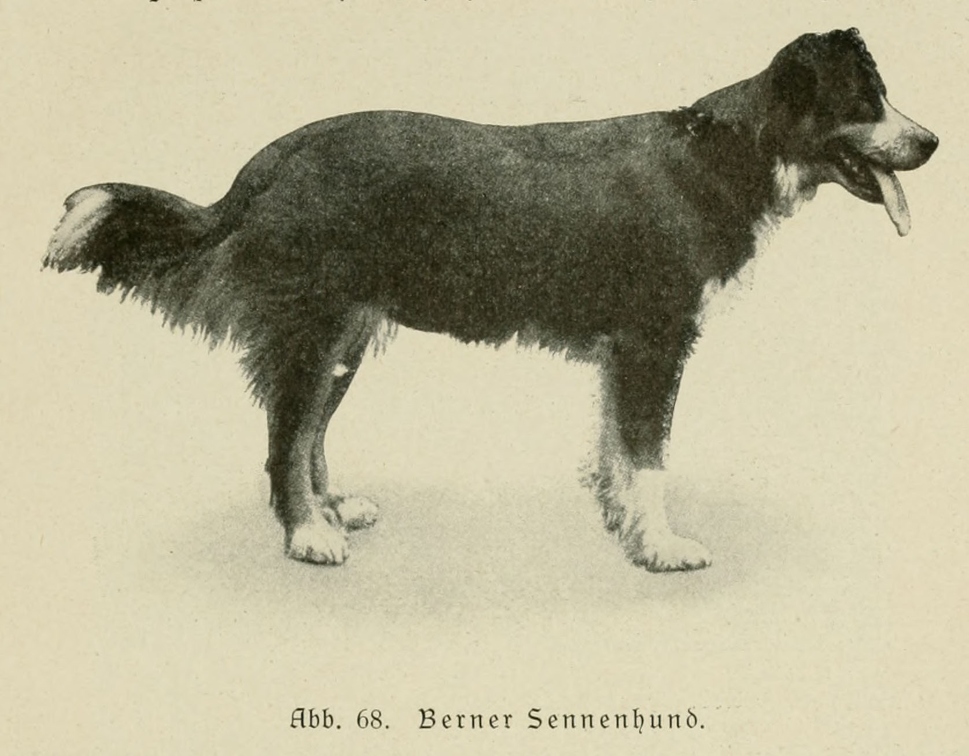 Der_deutsche_Schaferhund_in_Wort_und_Bild_-_vintage-dogs.com _0107.jpg