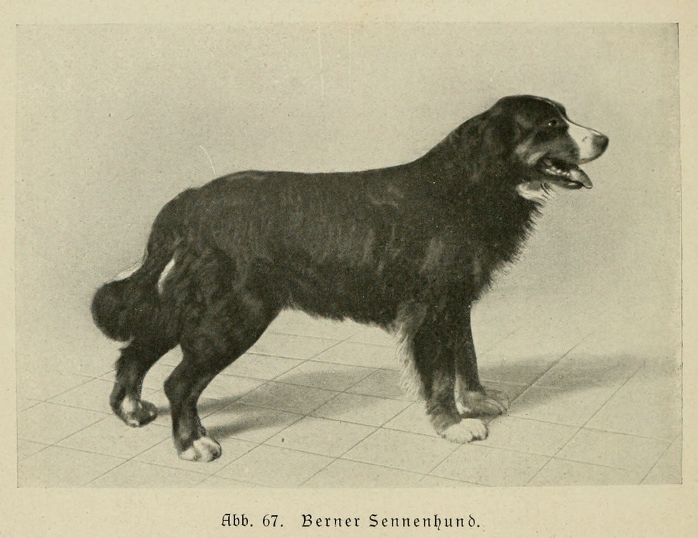 Der_deutsche_Schaferhund_in_Wort_und_Bild_-_vintage-dogs.com _0106.jpg