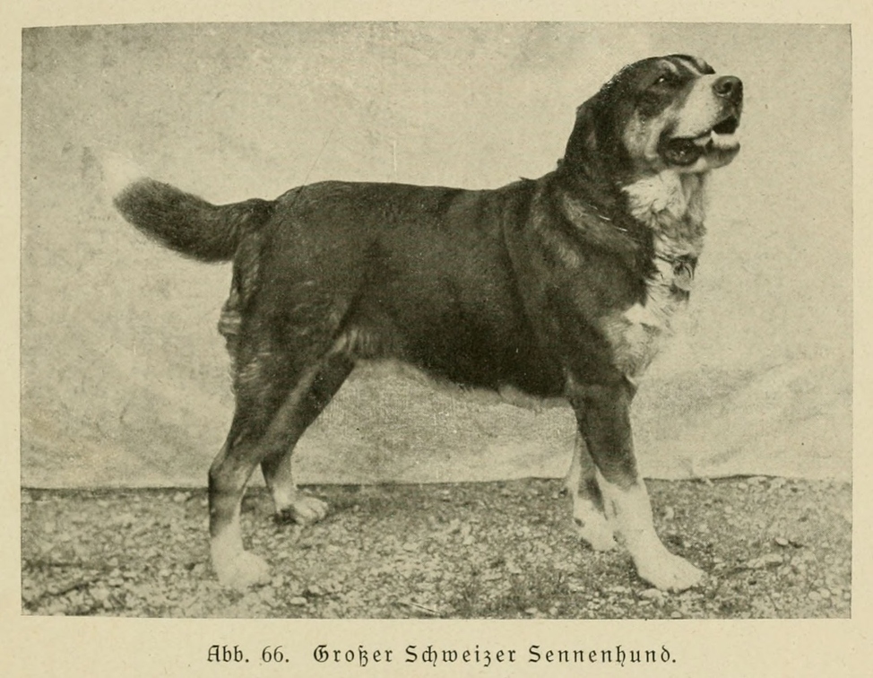Der_deutsche_Schaferhund_in_Wort_und_Bild_-_vintage-dogs.com _0105.jpg