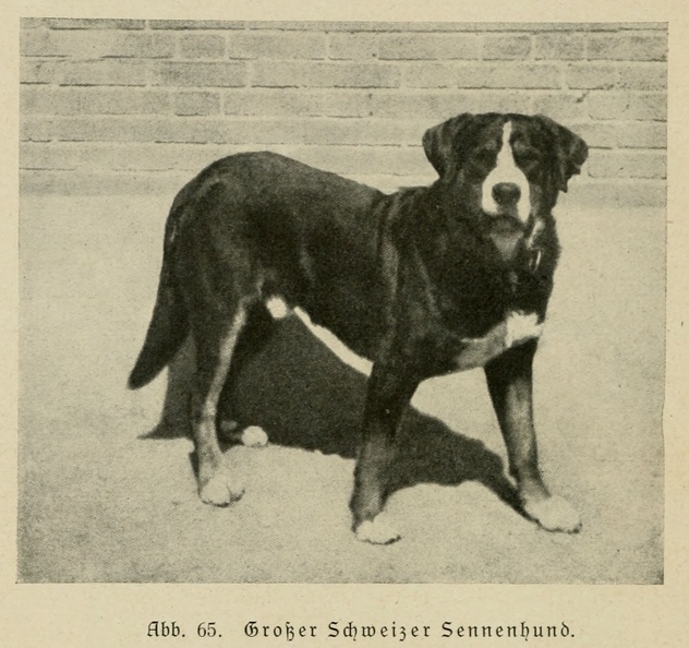 Der_deutsche_Schaferhund_in_Wort_und_Bild_-_vintage-dogs.com _0104.jpg