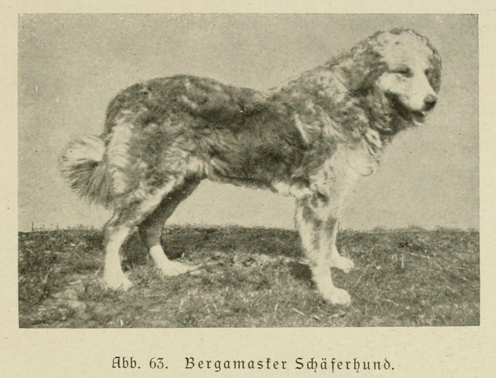 Der_deutsche_Schaferhund_in_Wort_und_Bild_-_vintage-dogs.com _0103.jpg
