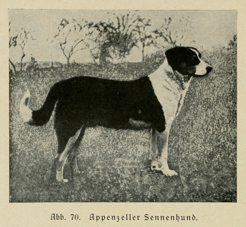 Der_deutsche_Schaferhund_in_Wort_und_Bild_-_vintage-dogs.com _0108.jpg
