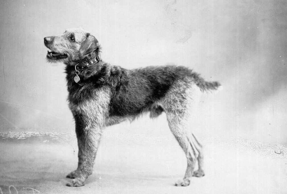 vintage-dogs.com-Airedale-Terrier.jpg