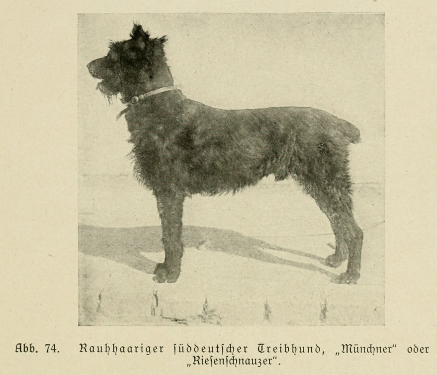 Der_deutsche_Schaferhund_in_Wort_und_Bild_-_vintage-dogs.com _0111.jpg