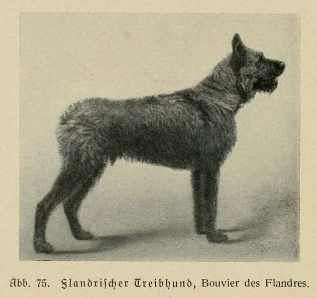 Der_deutsche_Schaferhund_in_Wort_und_Bild_-_vintage-dogs.com _0112.jpg