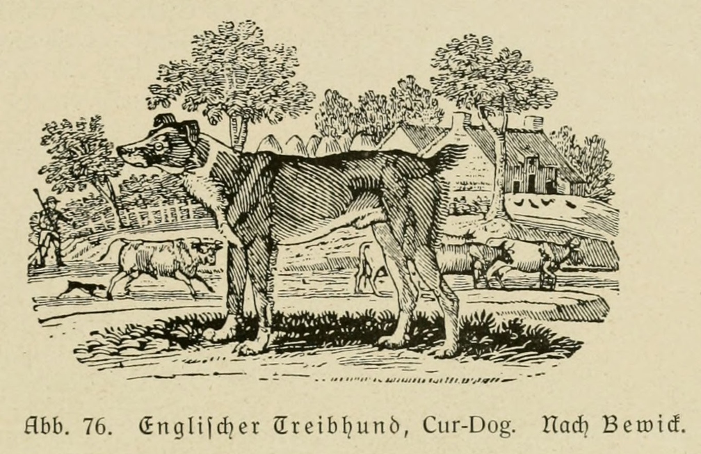Der_deutsche_Schaferhund_in_Wort_und_Bild_-_vintage-dogs.com _0113.jpg
