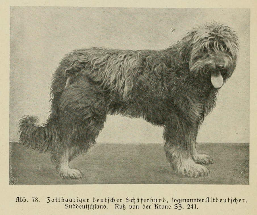 Der_deutsche_Schaferhund_in_Wort_und_Bild_-_vintage-dogs.com _0114.jpg
