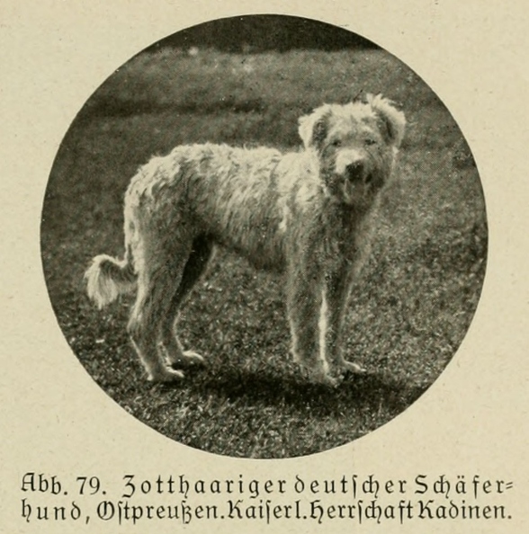 Der_deutsche_Schaferhund_in_Wort_und_Bild_-_vintage-dogs.com _0115.jpg