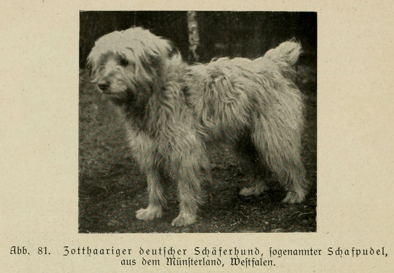 Der_deutsche_Schaferhund_in_Wort_und_Bild_-_vintage-dogs.com _0116.jpg